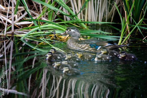 Ducklings learning to swim © Bob