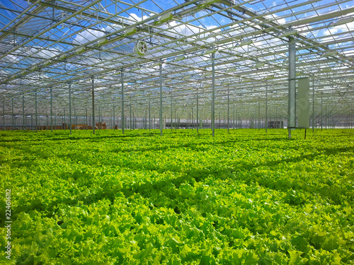 growing lettuce. manufacture. greenhouse © A. Malyshev