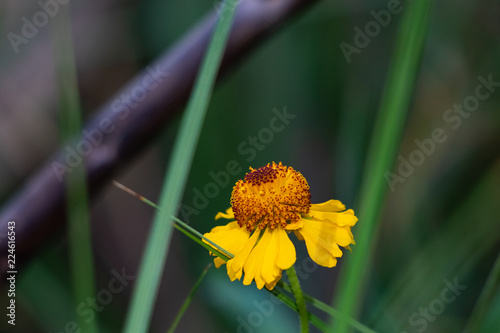 Flower in a field