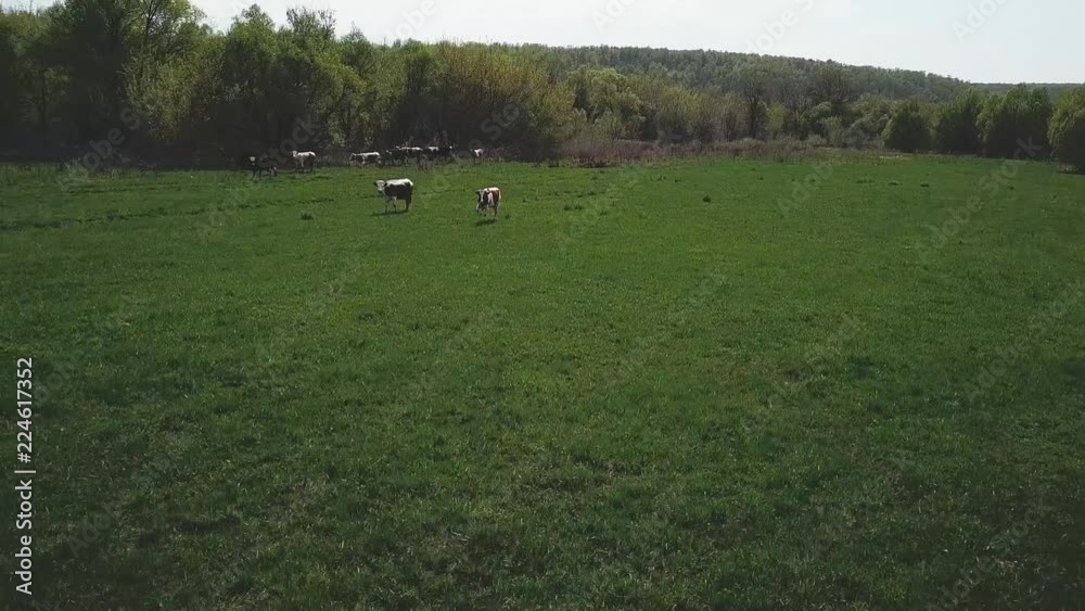 cows graze on the meadow aerial survey. there is noise on the video cows graze on the meadow aerial survey. there is noise on the video
