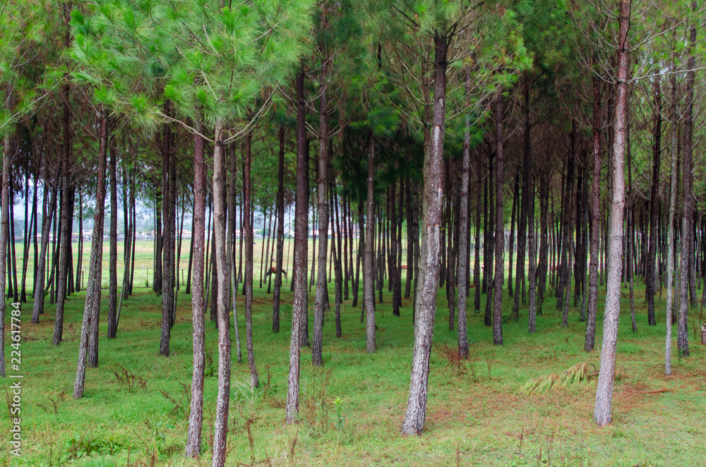 Obraz premium Bosque de caballos