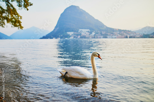 Swan on the lake Lugano in Lugano, Ticino, Switzerland