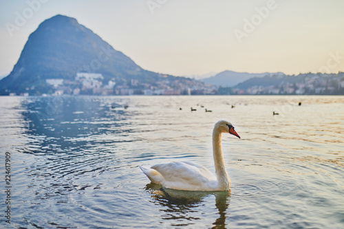 Swan on the lake Lugano in Lugano  Ticino  Switzerland