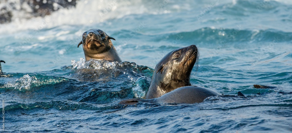 Obraz premium Seals swim in the water . Cape fur seal, Scientific name: Arctocephalus pusilus. Seal Island, False Bay, South Africa .