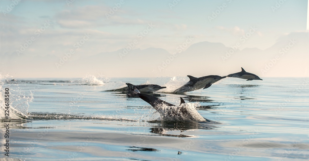 Fototapeta premium Delfiny w oceanie. Delfiny pływają i wyskakują z wody. Delfin długodzioby. Nazwa naukowa: Delphinus capensis. False Bay. Afryka Południowa.
