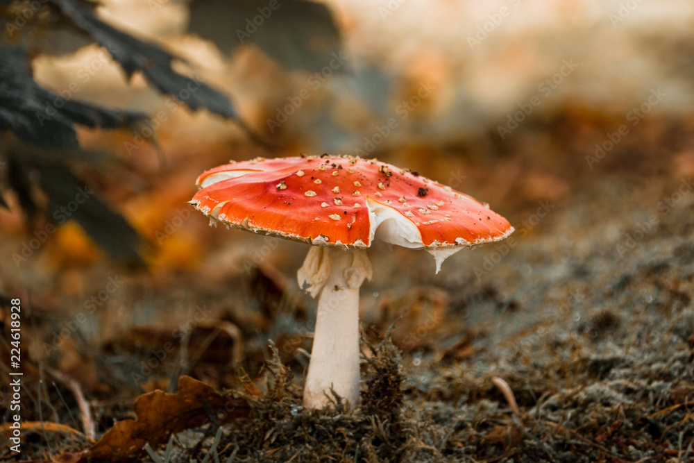Fly agaric mushroom in the forest Fly agaric mushroom in the forest