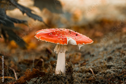 Foto Fly agaric mushroom in the forest