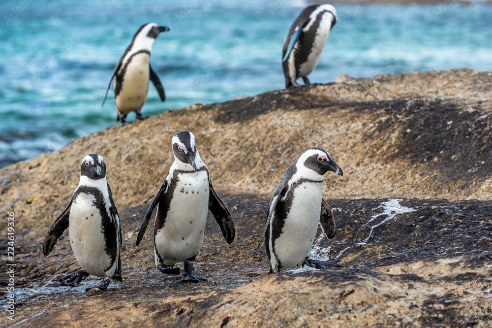 Fototapeta premium African penguins on the boulder in evening twilight. African penguin,Scientific name: Spheniscus demersus, also known as the jackass penguin and black-footed penguin. Boulders colony. South Africa.