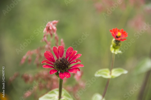 Red flower in garden