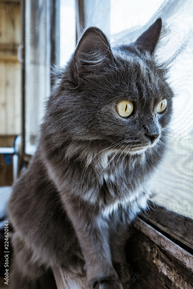 Gray house cat looking out the window, sitting on the windowsill