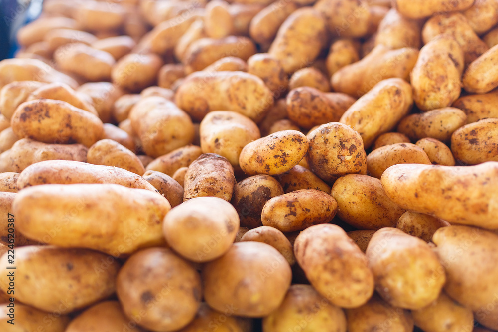 many potatoes background. potatoes pattern many potatoes background. potatoes pattern