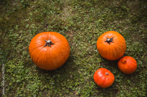 Four orange pumpkins harvest lying on green grass flat lay high angle view. Autumn