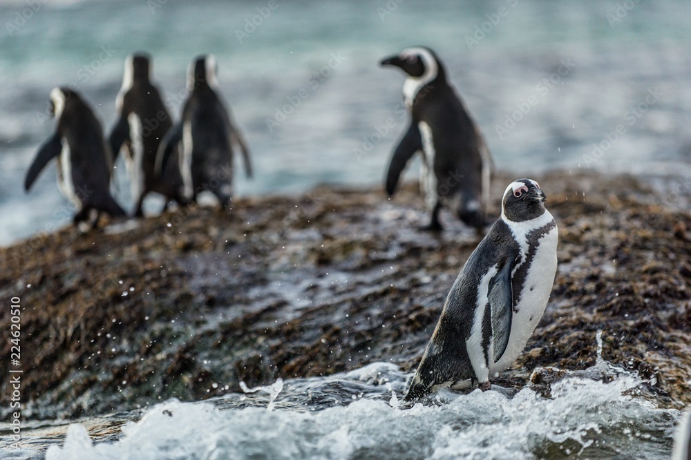 Fototapeta premium African penguins on the boulder in evening twilight. African penguin,Scientific name: Spheniscus demersus, also known as the jackass penguin and black-footed penguin. Boulders colony. South Africa.