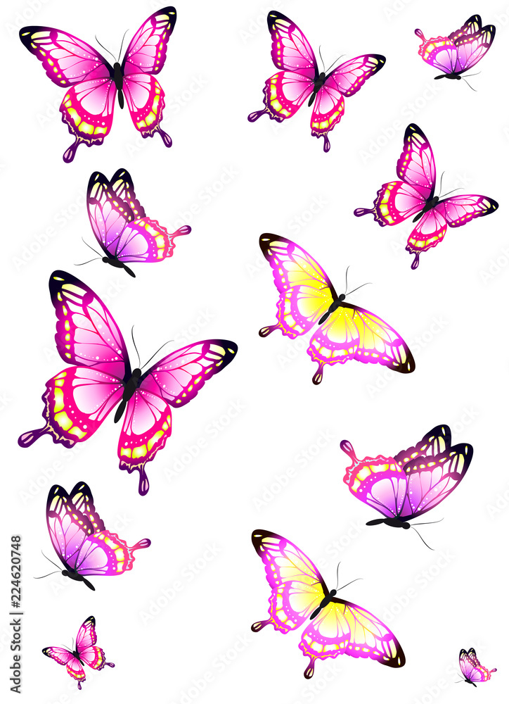 beautiful pink butterflies, isolated on a white beautiful pink butterflies, isolated on a white