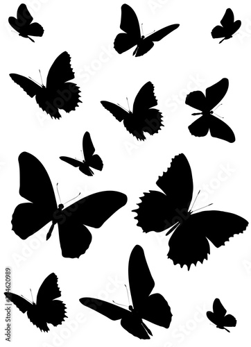 black butterfly, isolated on a white