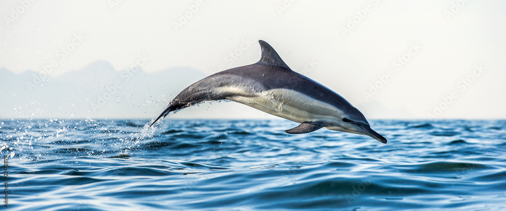 Fototapeta premium Dolphin in the ocean. Dolphins swim and jumping out of water. The Long-beaked common dolphin. Scientific name: Delphinus capensis. False Bay. South Africa.
