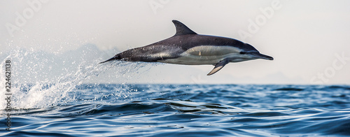 Dolphin in the ocean. Dolphins swim and jumping out of water. The Long-beaked common dolphin. Scientific name: Delphinus capensis. False Bay. South Africa.