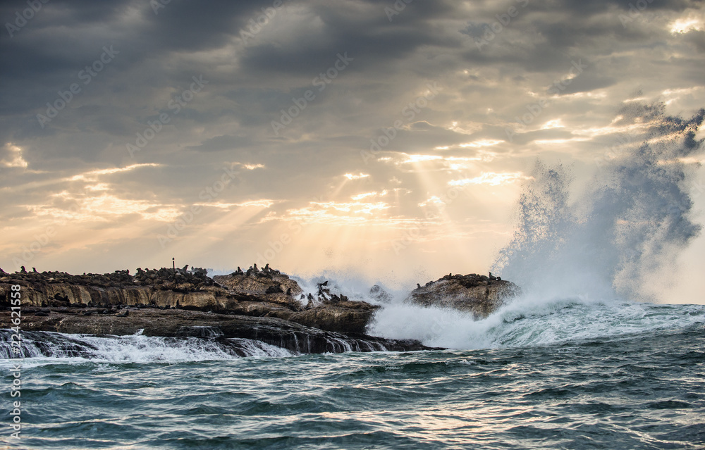 Seascape.  The colony of seals on the island. The rays of the sun through the clouds in the dawn sky, the waves breaking with the spray on the rocks.. False bay. South Africa.