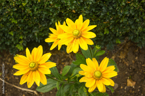 bright yellow flowers on green foliage