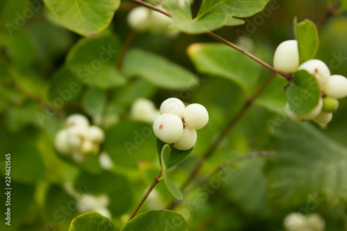 green tree with white berries