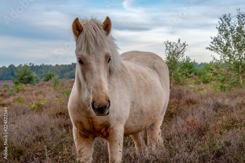 Fototapeta Naklejka Na Ścianę i Meble -  wild Iceland pony in the wild