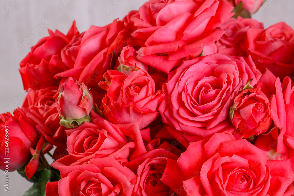 Fototapeta premium Red roses flowers