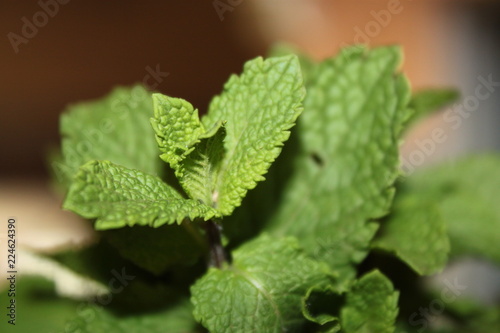 feuille plante vert