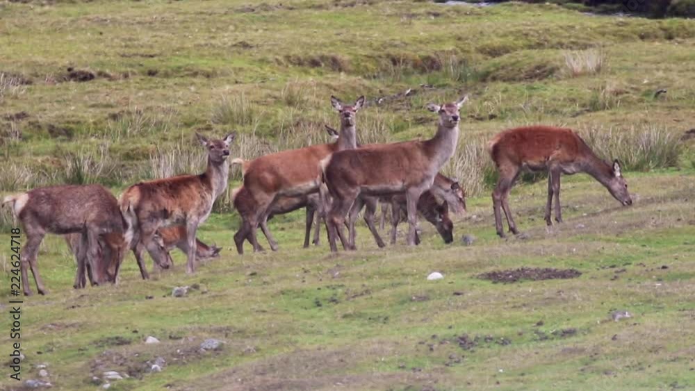 red deer hinds, Cervus elaphus, grazing in the scottish highlands during rutting season. red deer hinds, Cervus elaphus, grazing in the scottish highlands during rutting season.