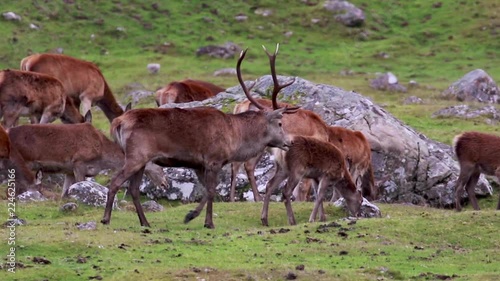 Red deer stag, Cervus elaphus, during rutting season with his harem within the cairngorms NP, scotland. 
