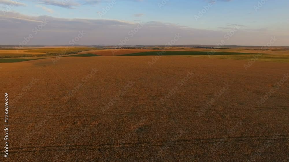 Aerial view of ripe golden wheat fields on amazing sunset Aerial view of ripe golden wheat fields on amazing sunset