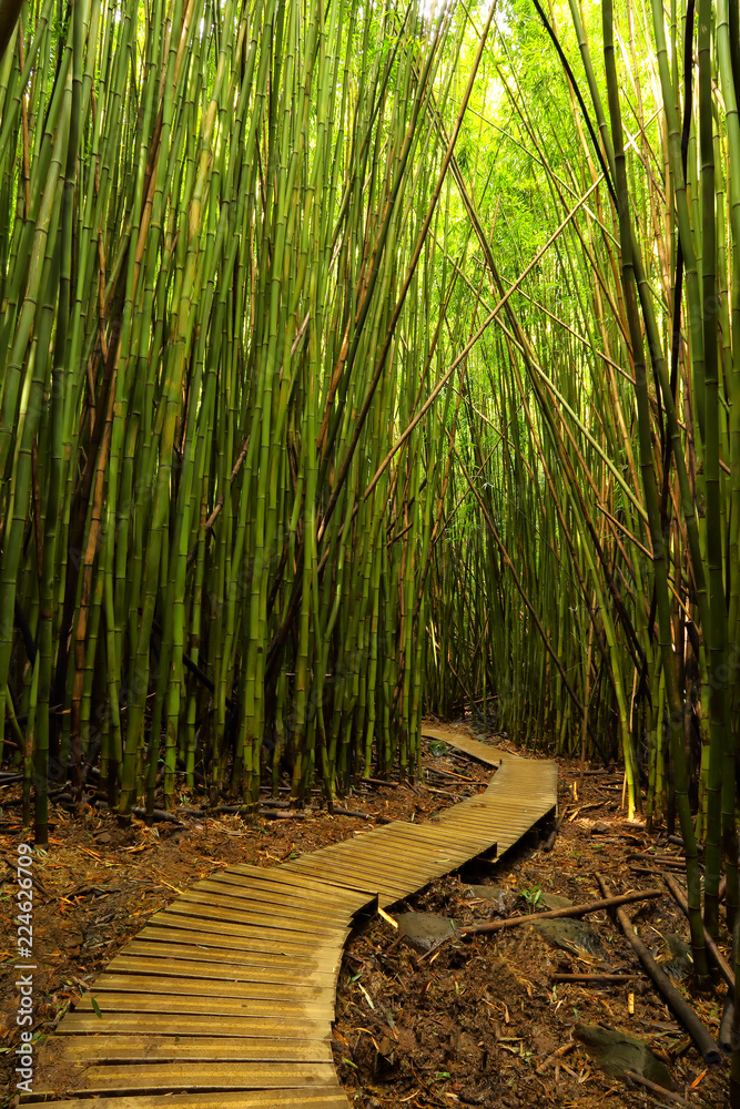 Bamboo forest in Haleakala State Park on the Road to Hana on Maui