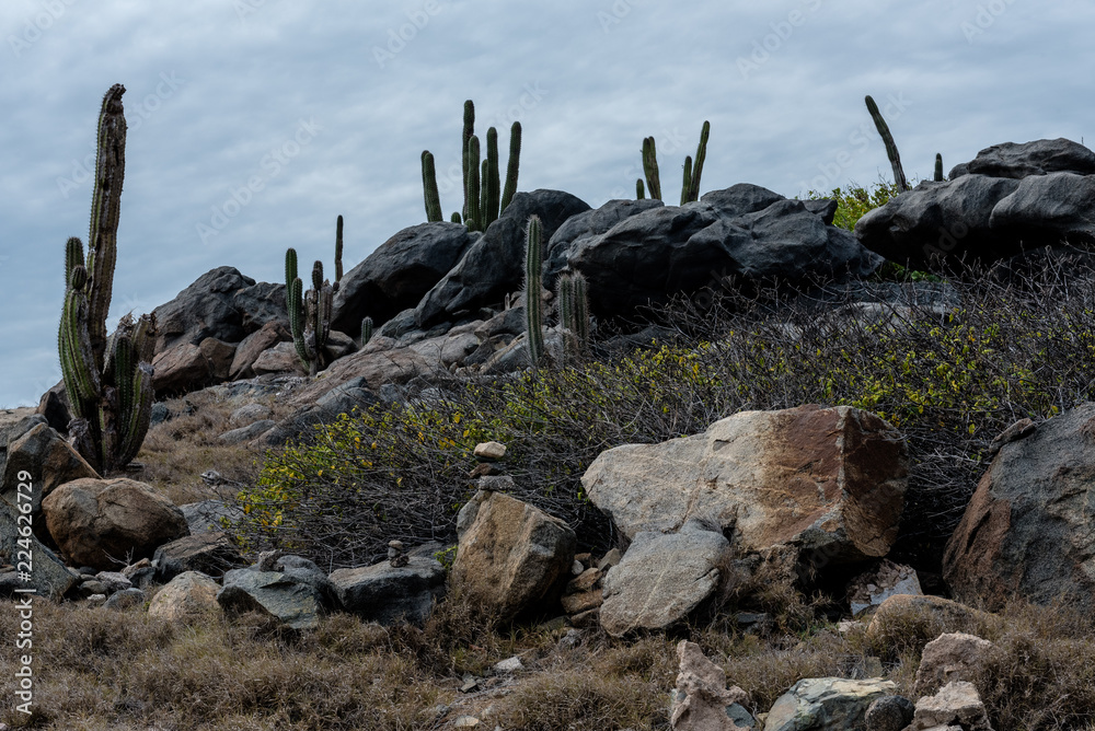 Cactus Plants on a Hillside Cactus Plants on a Hillside