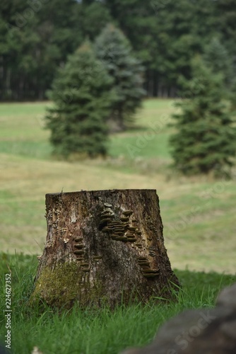 A stump in a field