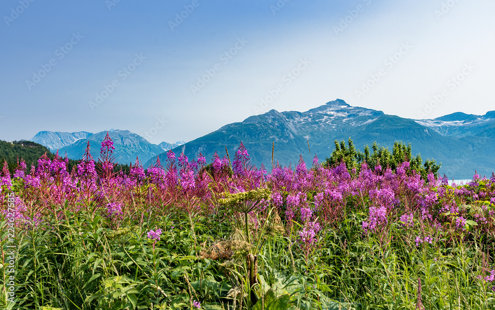 Obraz premium Alaska Wildflowers