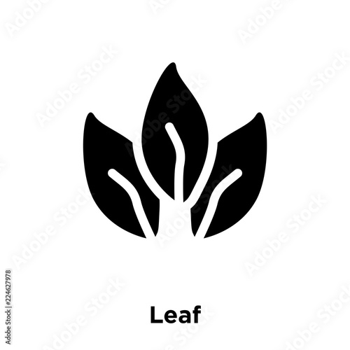 leaf icon vector isolated on white background, logo concept of leaf sign on transparent background, black filled symbol icon