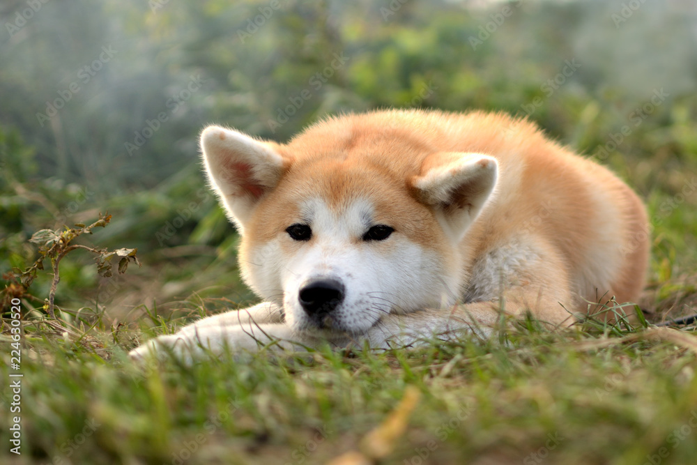 sad Akita inu lying on the grass sad Akita inu lying on the grass