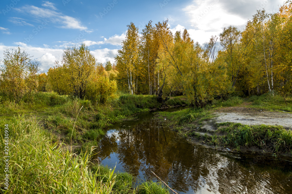 Daytime natural scenery by the forest river