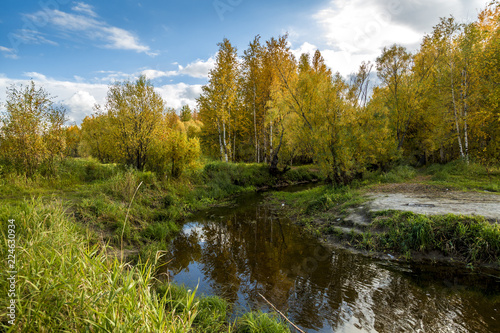 Daytime natural scenery by the forest river