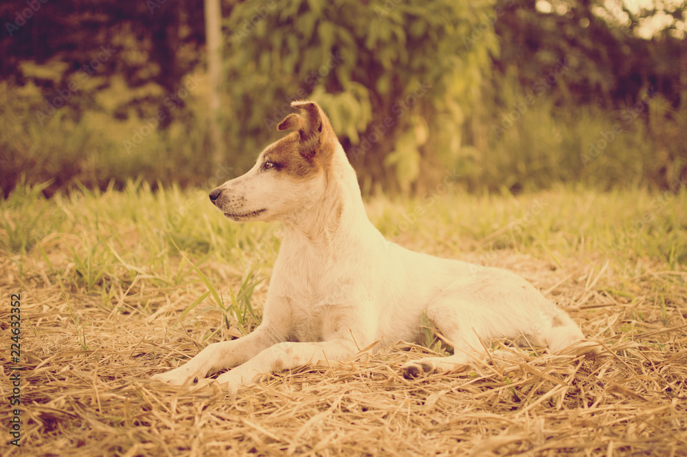 Cachorro Cachorro