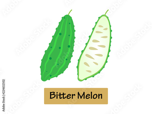 Vector illustration Bitter melon isolated on white background.