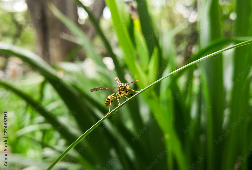 Front view of a yellow wasp, winged hymenopteran insect, over a green big leaf with nature background Front view of a yellow wasp, winged hymenopteran insect, over a green big leaf with nature background