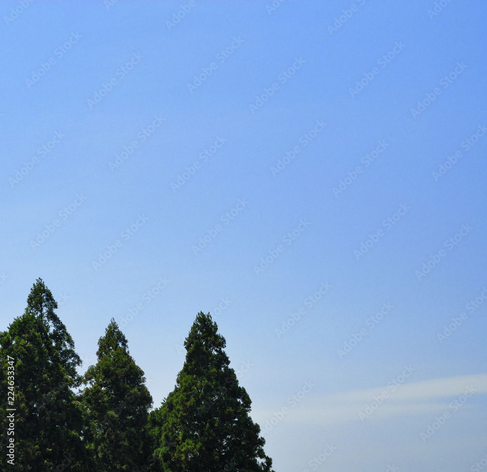 Obraz premium 常緑 素材