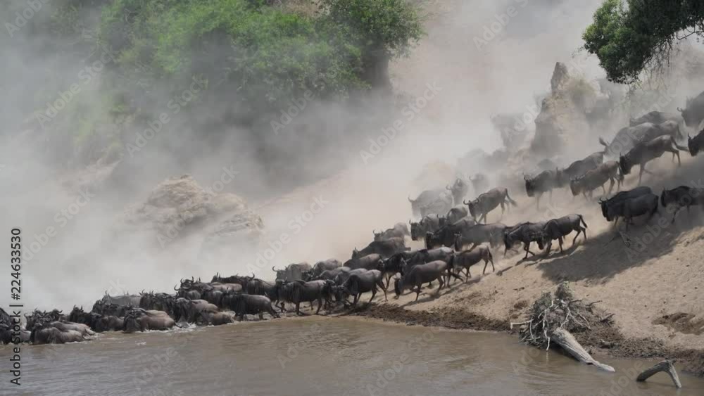 The great migration of wildebeests crossing the Mara river in Masai Mara, Kenya