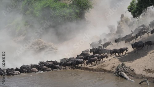 The great migration of wildebeests crossing the Mara river in Masai Mara, Kenya