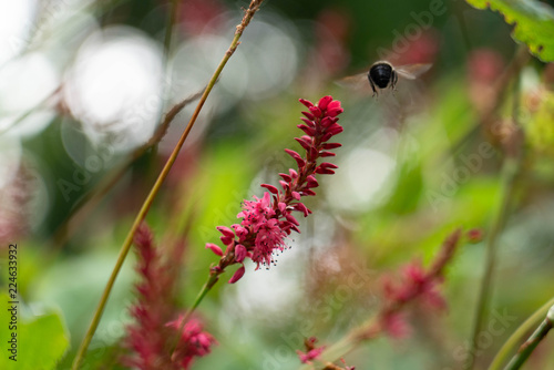 Bee in flight with red flower in foreground