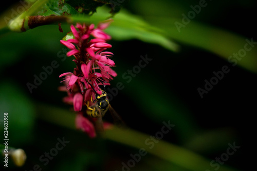 Wasp foraging at flower