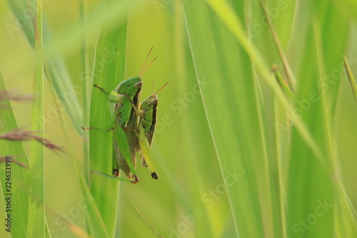 Obraz na plátně イナゴ　Locust