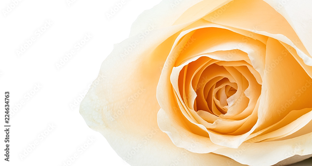 Yellow red rose on white background Yellow red rose on white background