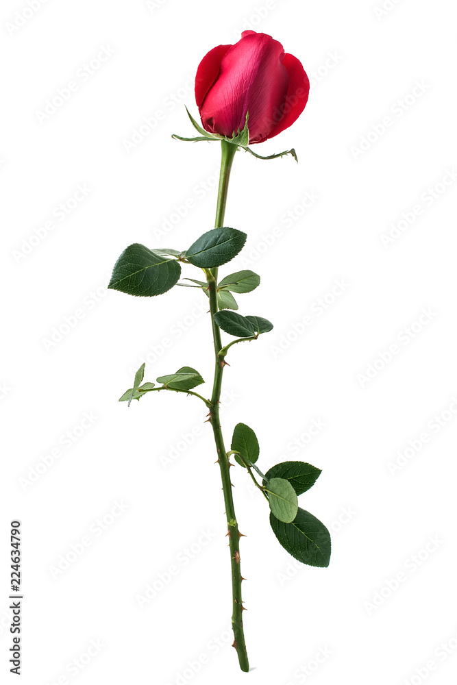 Fototapeta premium a red rose on a white background