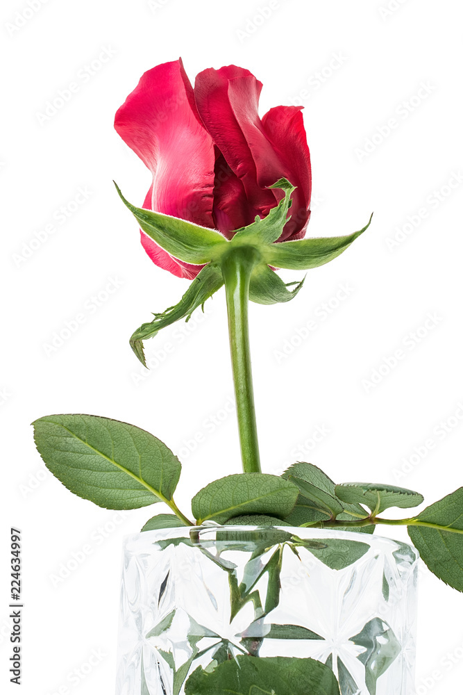 Obraz premium a red rose on a white background